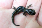 Spotted Salamander - By: Dave Emma