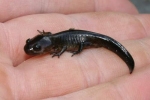 Spotted Salamander - By: Jason Poston