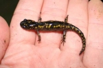 Spotted Salamander - By: Jason Poston