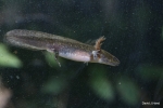 Spotted Salamander By: David J. Hand