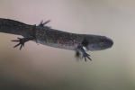 Spotted Salamander By: David J. Hand