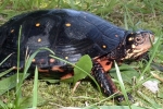 Spotted Turtle - By: Wayne Fidler