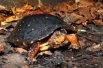Spotted Turtle - By: Bob Hamilton
