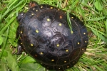 Spotted Turtle - By: Wayne Fidler