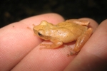 Northern Spring Peeper - By: Don Becker