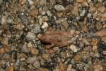Northern Spring Peeper - By: Don Becker
