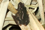 Northern Spring Peeper - By:John Smith