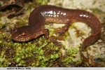 Spring Salamander - By: Andrew Hoffman
