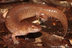 Spring Salamander - By: Andrew Hoffman