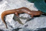 Spring Salamander - By: Tom Diez