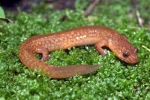 Spring Salamander - By: Jason Poston