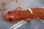 Spring Salamander - By: Billy Brown