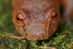 Spring Salamander - By: Jason Poston