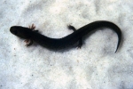 Spring Salamander - Larvae- By: Tom Diez