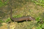 Spring Salamander - Larvae - Jason Poston