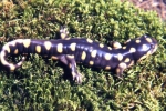 Tiger Salamander - By:Tom Diez