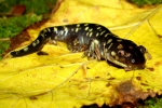 Tiger Salamander - By:Bob Hamilton