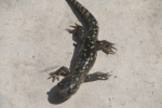 Tiger Salamander - By:Dave Emma