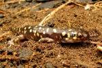 Tiger Salamander - By:Bob Hamilton