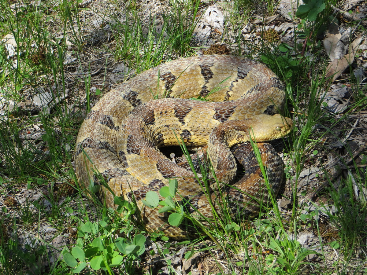 timber rattlesnake head