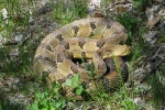 Timber Rattlesnake  By: Don Becker