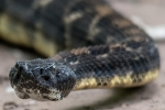 Timber Rattlesnake  By:  Kyle Fawcett
