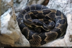 Timber Rattlesnake  By:  Bob Ferguson