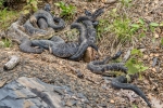 Timber Rattlesnake  By:  Kyle Fawcett