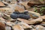 Timber Rattlesnake By: Phil Dunning