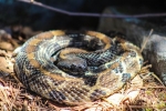 Timber Rattlesnake By: Phil Dunning