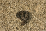 Timber Rattlesnake  By: Don Becker