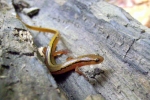 Northern Two-Lined Salamander - By: John Smith