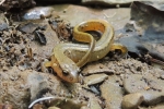 Northern Two-Lined Salamander - By: Sebastian Harris