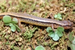Northern Two-Lined Salamander - By: Jason Poston