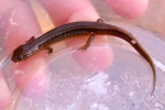Northern Two-Lined Salamander - By:  Billy Brown