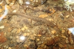 Northern Two-Lined Salamander - By: Nate Nazdrowicz