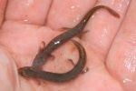 Northern Two-Lined Salamander - By: Jason Poston