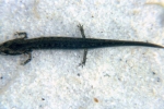 Northern Two-Lined Salamander - By: Tom Diez
