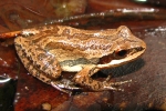 Upland Chorus Frog By: By: Brandon Ruhe