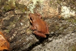 Upland Chorus Frog By: Bob Hamilton