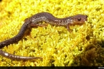 Valley and Ridge Salamander - By Ed Patterson