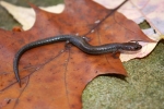Valley and Ridge Salamander By: Jason Poston