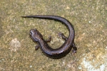 Valley and Ridge Salamander By: Jason Poston