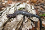 Valley and Ridge Salamander - By: Jeff Slawson