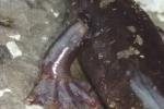 Wehrle's Salamander - Ed Patterson