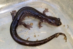 Wehrle's Salamander - Ed Patterson