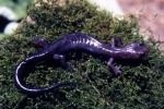 Wehrle’s Salamander - By: Tom Diez