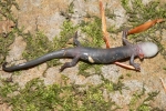 Wehrle's Salamander - By: Nicholas Sly