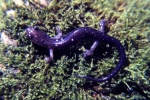 Wehrle’s Salamander - By: Tom Diez