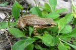 Western Chorus Frog By: Brandon Ruhe